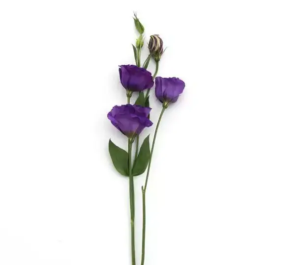 Эустома (Лизиантус) ABC 3 Фиолетовая - ABC 3 Purple, Eustoma grandiflorum - Фото №3