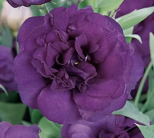 Эустома (Лизиантус) ABC 3 Фиолетовая - ABC 3 Purple, Eustoma grandiflorum - Фото №1
