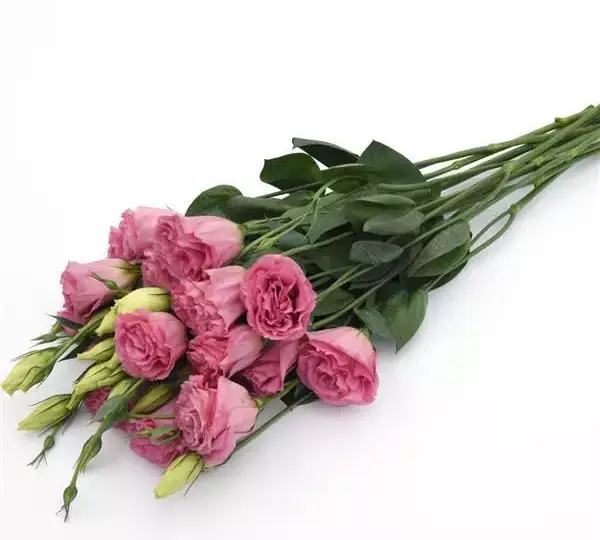 Эустома (Лизиантус) ABC 3 Розовая - ABC 3 Rose, Eustoma grandiflorum - Фото №2