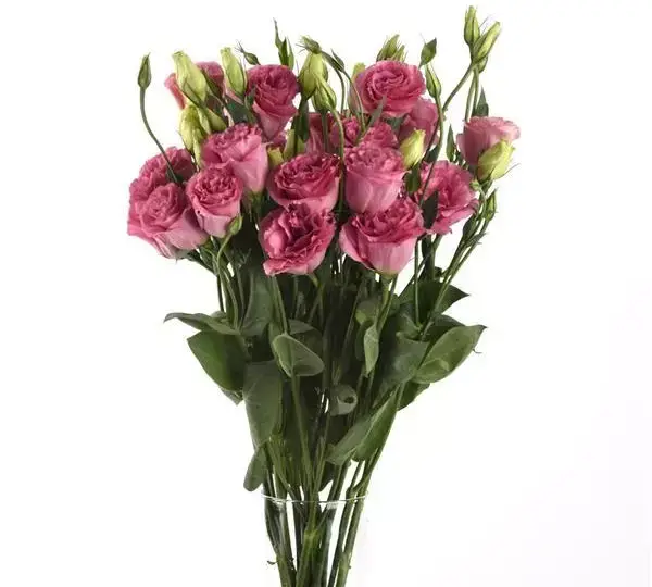 Эустома (Лизиантус) ABC 3 Розовая - ABC 3 Rose, Eustoma grandiflorum - Фото №3