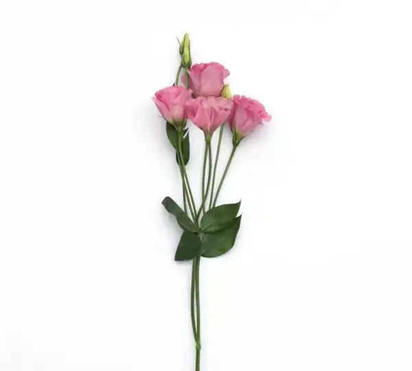 Эустома (Лизиантус) ABC 3 Розовая - ABC 3 Rose, Eustoma grandiflorum - Фото №4