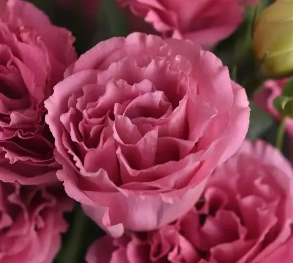 Эустома (Лизиантус) ABC 3 Розовая - ABC 3 Rose, Eustoma grandiflorum - Фото №1