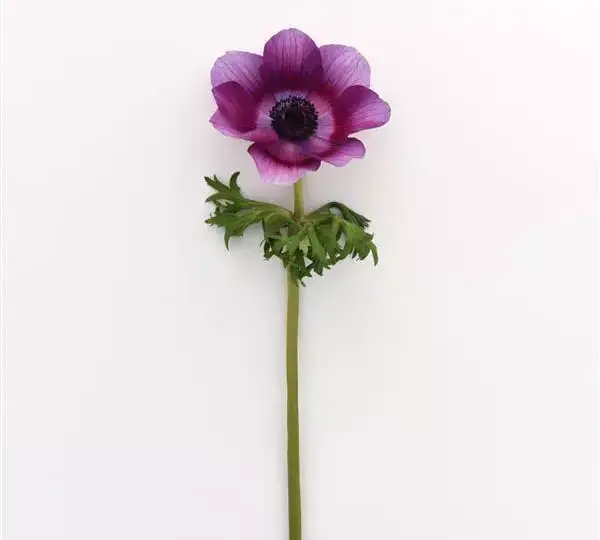Анемона Мона Лиза Вайн Вайт - Anemone coronaria Mona Lisa Wine White - Фото №2