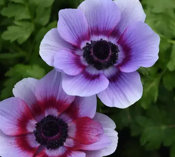 Анемона Мона Лиза Вайн Вайт - Anemone coronaria Mona Lisa Wine White - Фото №1