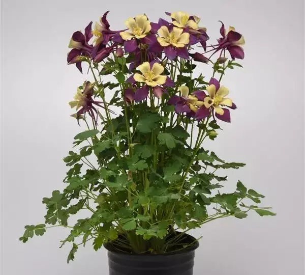 Аквилегия Эрлиберд Пурпурно-жёлтая - Aquilegia x hybrida Earlybird Purple Yellow - Фото №2