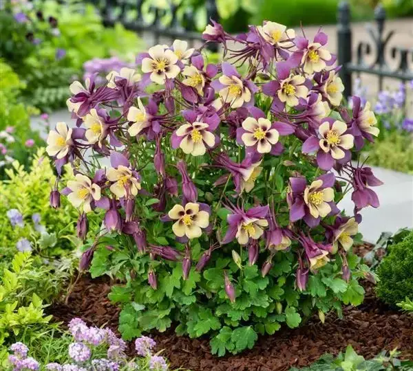 Аквилегия Эрлиберд Пурпурно-жёлтая - Aquilegia x hybrida Earlybird Purple Yellow - Фото №3