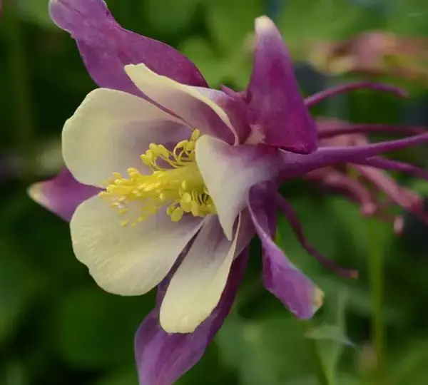 Аквилегия Эрлиберд Пурпурно-жёлтая - Aquilegia x hybrida Earlybird Purple Yellow - Фото №1
