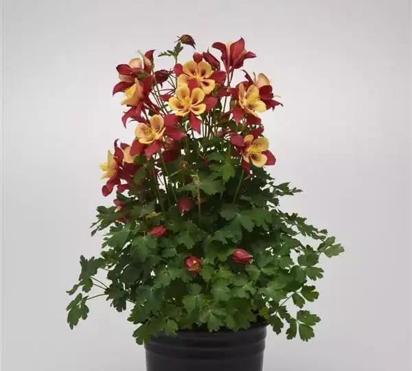 Аквилегия Эрлиберд Красно-жёлтая - Aquilegia x hybrida Earlybird Red Yellow - Фото №2