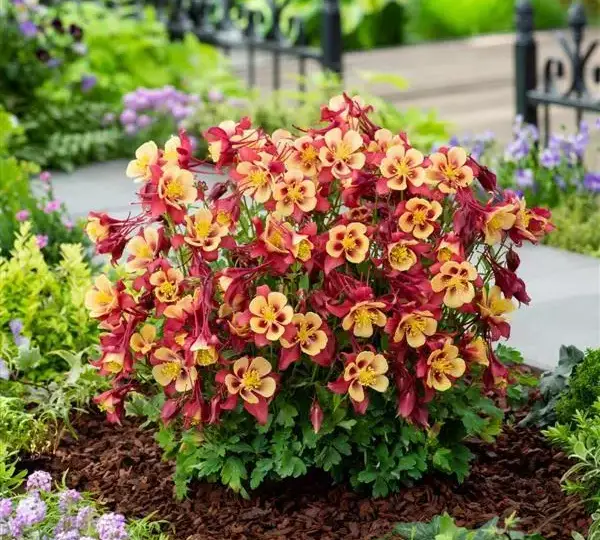 Аквилегия Эрлиберд Красно-жёлтая - Aquilegia x hybrida Earlybird Red Yellow - Фото №3