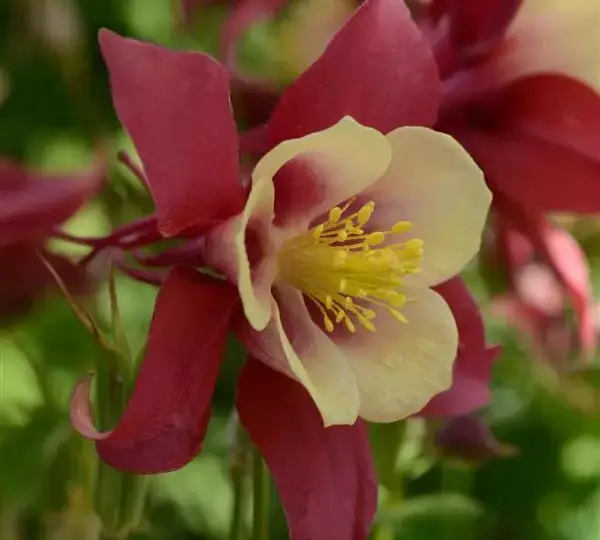Аквилегия Эрлиберд Красно-жёлтая - Aquilegia x hybrida Earlybird Red Yellow - Фото №1