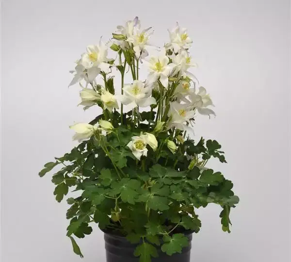 Аквилегия Эрлиберд Белая - Aquilegia x hybrida Earlybird White - Фото №2