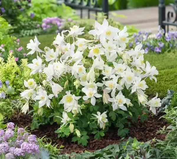 Аквилегия Эрлиберд Белая - Aquilegia x hybrida Earlybird White - Фото №3
