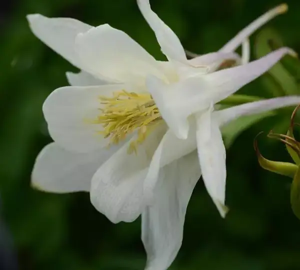 Аквилегия Эрлиберд Белая - Aquilegia x hybrida Earlybird White - Фото №1