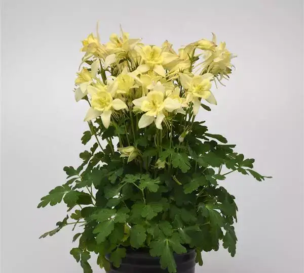 Аквилегия Эрлиберд Жёлтая - Aquilegia x hybrida Earlybird Yellow - Фото №2