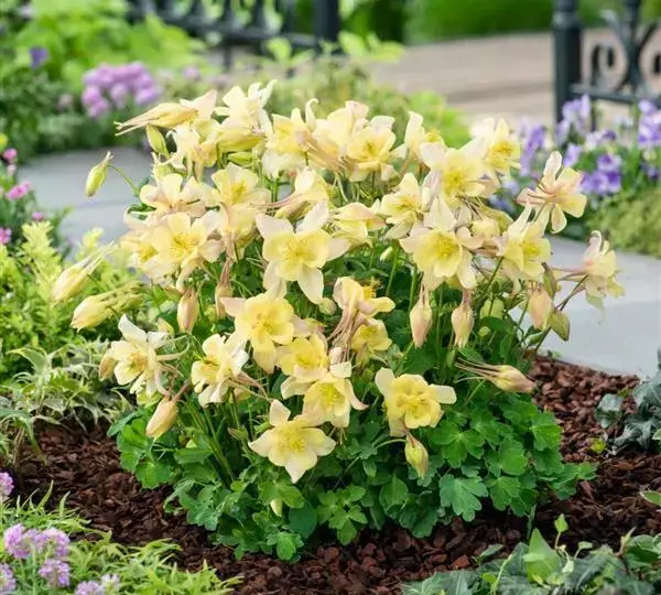 Аквилегия Эрлиберд Жёлтая - Aquilegia x hybrida Earlybird Yellow - Фото №3