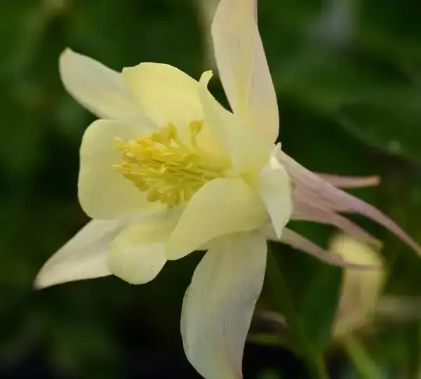 Аквилегия Эрлиберд Жёлтая - Aquilegia x hybrida Earlybird Yellow - Фото №1