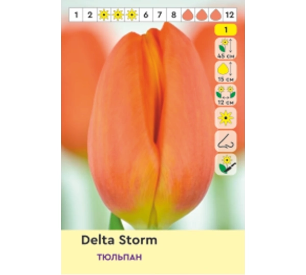 Набор тюльпанов Triumph Авокадо, Барракуда, Шторм Дельты, Габриэлла - Avocado, Baracuda, Delta Storm, Gabriella - Фото №3