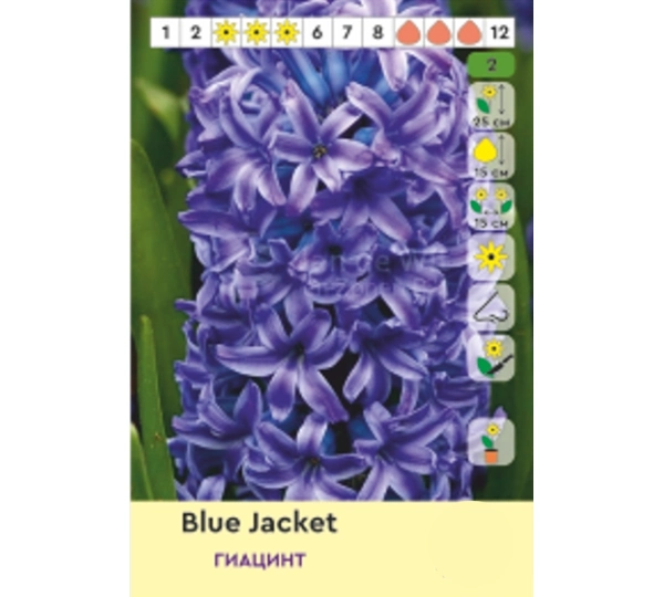 Набор гиацинтов Блю Джекет, Голден Краун, Ян Бос, Пёрпл Сторм - Blue Jacket, Golden Crown, Jan Bos, Purple Storm - Фото №2