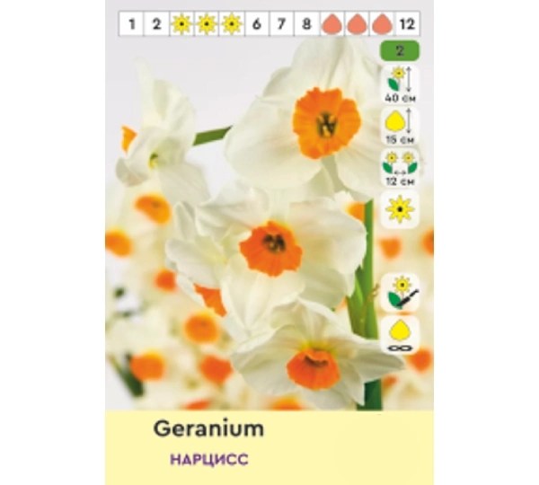 Набор нарциссов Брайдал Краун, Фортиссимо, Джераниум, Обдам - Bridal Crown, Fortissimo, Geranium, Obdam - Фото №4