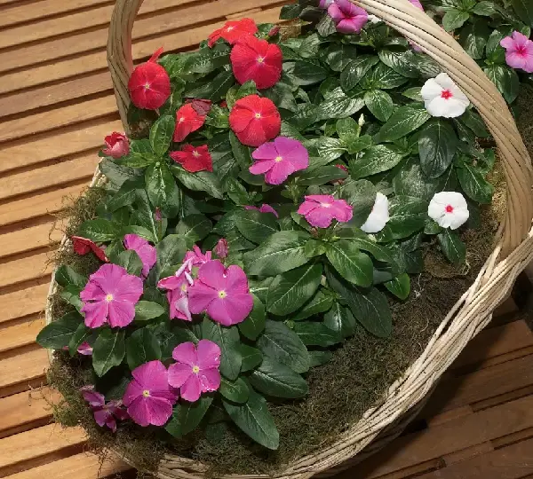 Катарантус Сансторм Формула Микс - Catharanthus roseus SunStorm Formula Mix - Фото №2