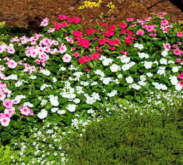 Катарантус Сансторм Формула Микс - Catharanthus roseus SunStorm Formula Mix - Фото №3