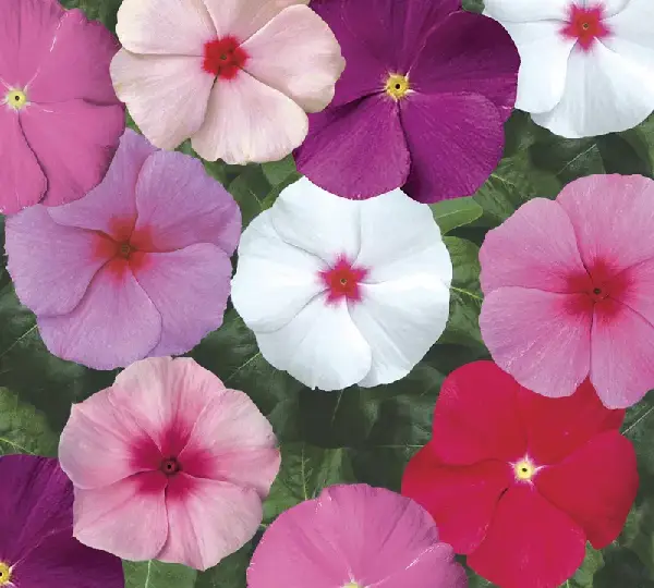 Катарантус Сансторм Формула Микс - Catharanthus roseus SunStorm Formula Mix - Фото №1