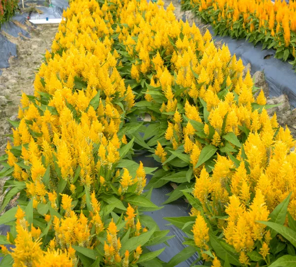 Целозия перистая Глориус Йеллоу - Celosia plumosa Glorius Yellow - Фото №3