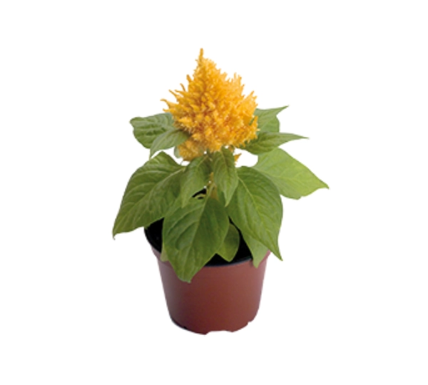 Целозия перистая Глориус Йеллоу - Celosia plumosa Glorius Yellow - Фото №4