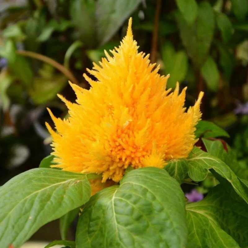Целозия перистая Глориус Йеллоу - Celosia plumosa Glorius Yellow - Фото №1