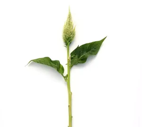 Целозия Сандей Грин - Celosia plumosa Sunday Green - Фото №2