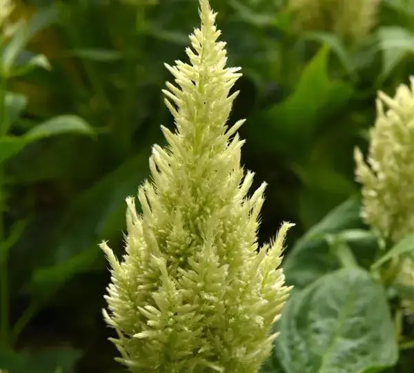 Целозия Сандей Грин - Celosia plumosa Sunday Green - Фото №1