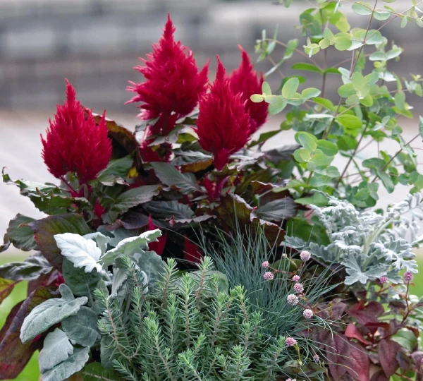 Целозия Смарт Лук Ред - Celosia Smart Look Red - Фото №1