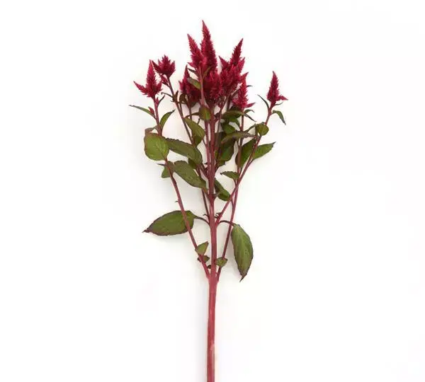 Целозия Селвей Ред - Celosia spicata Celway Red - Фото №2