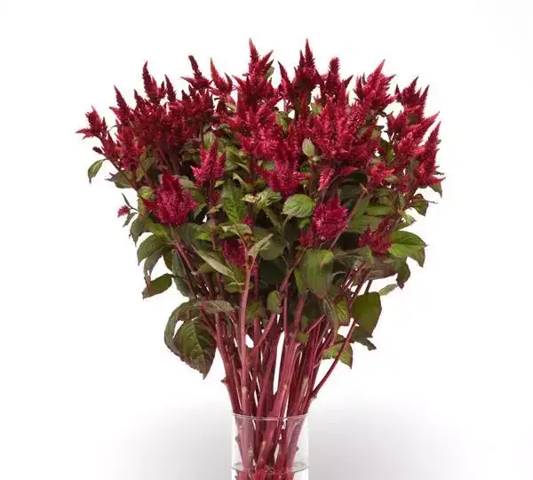 Целозия Селвей Ред - Celosia spicata Celway Red - Фото №3