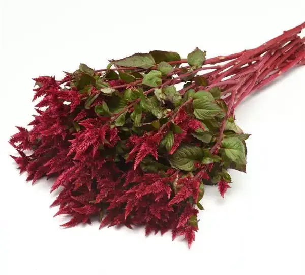 Целозия Селвей Ред - Celosia spicata Celway Red - Фото №4
