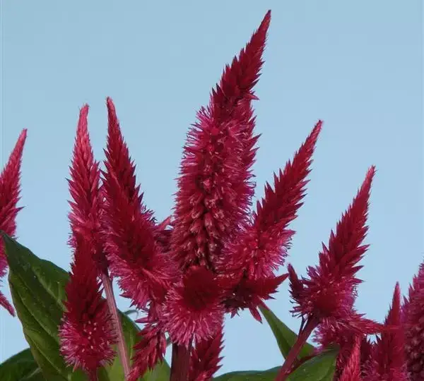 Целозия Селвей Ред - Celosia spicata Celway Red - Фото №1
