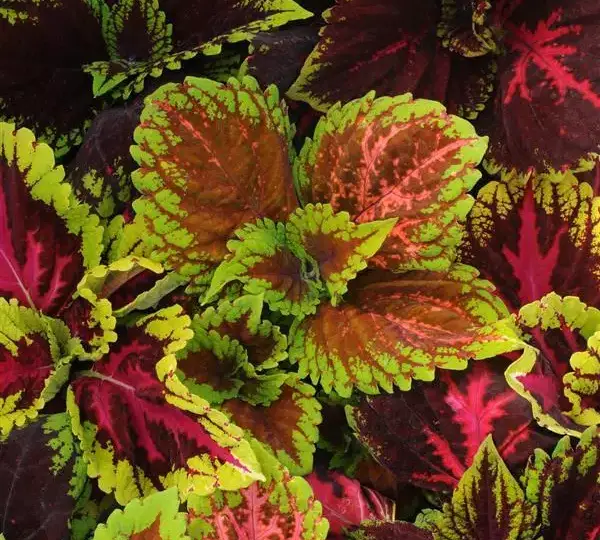 Колеус Премиум Шейд Конг Эмпайр Микс - Coleus Premium Shade Kong Empire Mixture - Фото №1