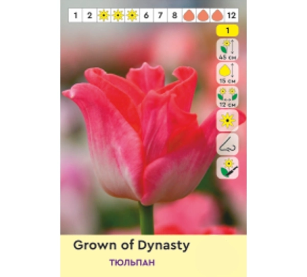 Набор тюльпанов Triumph Краун оф Дайнасти, Пинк Мэджик, Меркур, Сан Стефано - Crown of Dynasty, Pink Magic, Mercure, San Stefano - Фото №5