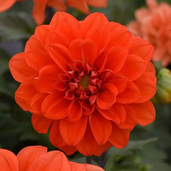 Георгина Фигаро Оранжевые оттенки  - Dahlia x hybrida Figaro Orange Shades - Фото №1
