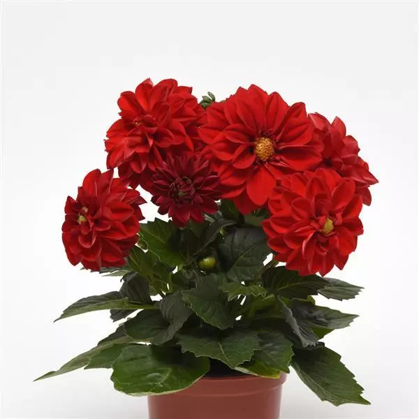 Георгина Фигаро Красные оттенки  - Dahlia x hybrida Figaro Red Shades - Фото №2
