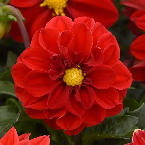 Георгина Фигаро Красные оттенки  - Dahlia x hybrida Figaro Red Shades - Фото №1