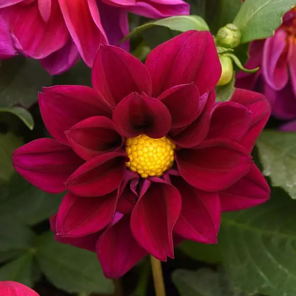 Георгина Фигаро Фиолетовые оттенки - Dahlia x hybrida Figaro Violet Shades - Фото №1