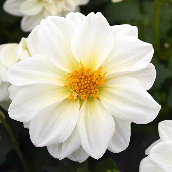 Георгина Фигаро Белая - Dahlia x hybrida Figaro White - Фото №1