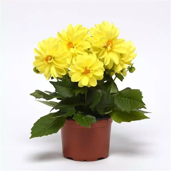 Георгина Фигаро Жёлтые оттенки - Dahlia x hybrida Figaro Yellow Shades - Фото №2