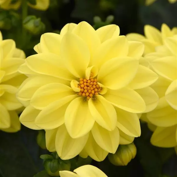 Георгина Фигаро Жёлтые оттенки - Dahlia x hybrida Figaro Yellow Shades - Фото №1