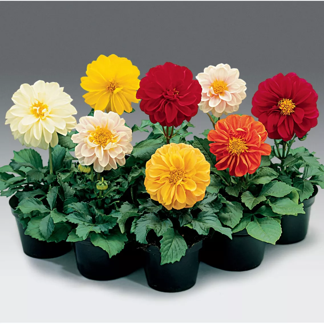 Георгина Фреско Формула Смесь - Dahlia x hybrida Fresco Formula Mix - Фото №2