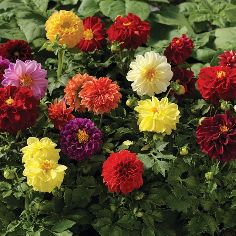 Георгина Фреско Формула Смесь - Dahlia x hybrida Fresco Formula Mix - Фото №3
