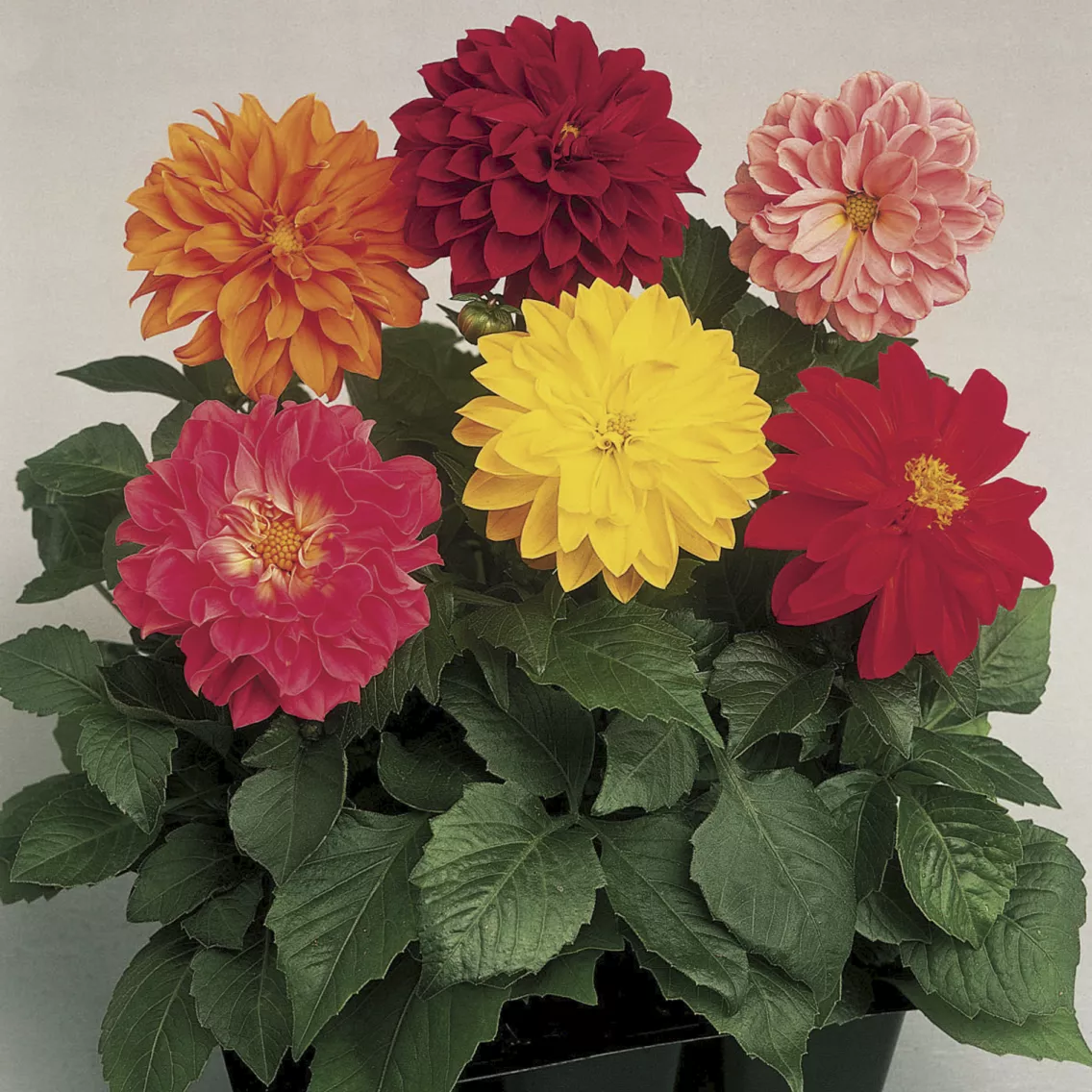 Георгина Фреско Формула Смесь - Dahlia x hybrida Fresco Formula Mix - Фото №1