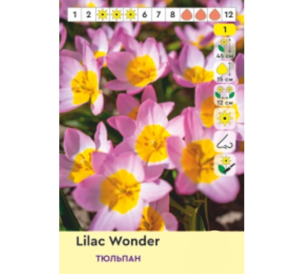 Набор ботанических тюльпанов Данк, Лиззи, Лилак Вондер, Саманта - Danque, Lizzy, Lilac Wonder, Samantha - Фото №3