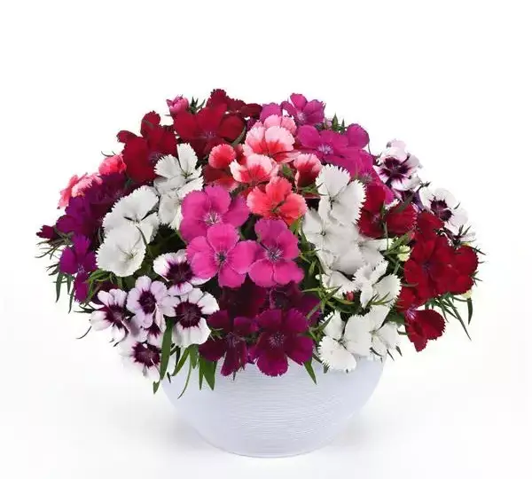 Гвоздика Коронет Смесь - Dianthus Coronet Mixture, Dianthus chinensis - Фото №2